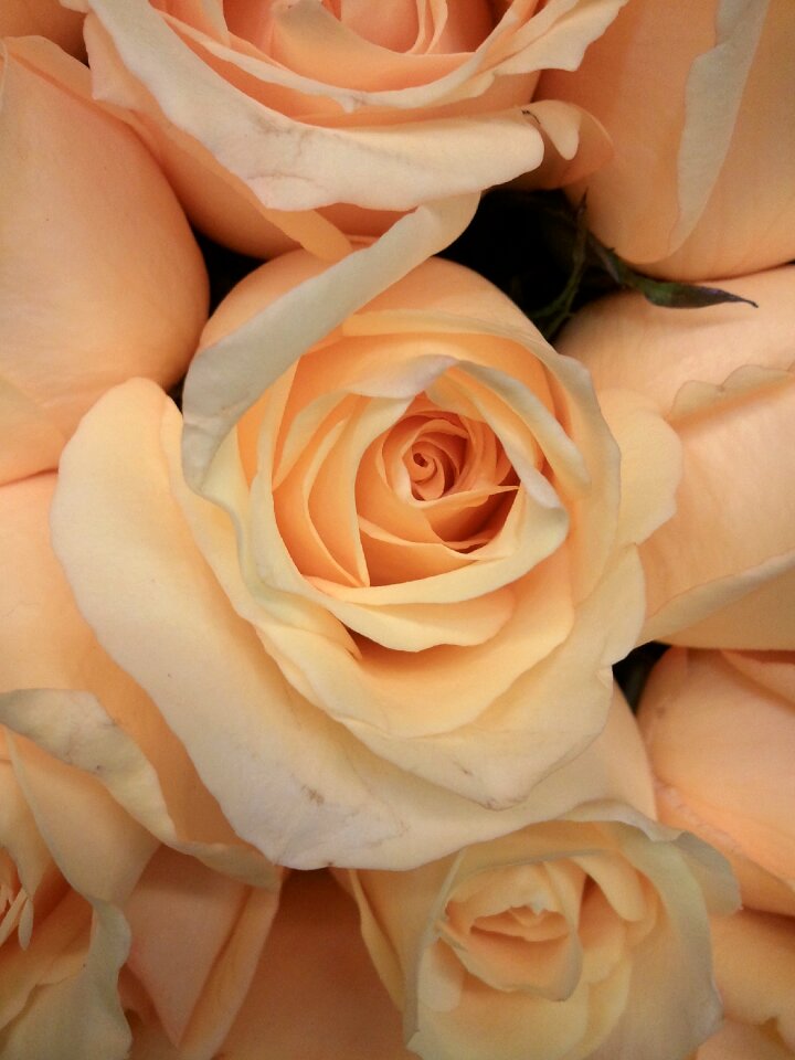 Floral petals