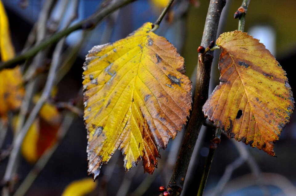 Leaves autumn macro