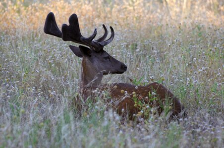 Wildlife nature wild