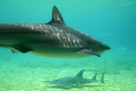 Aquatic species