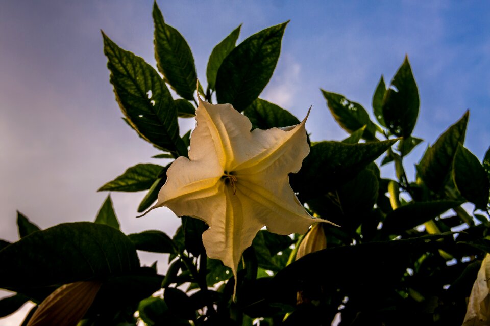 Blossom bloom white