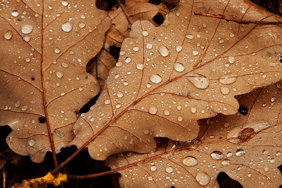 Drop drops fall