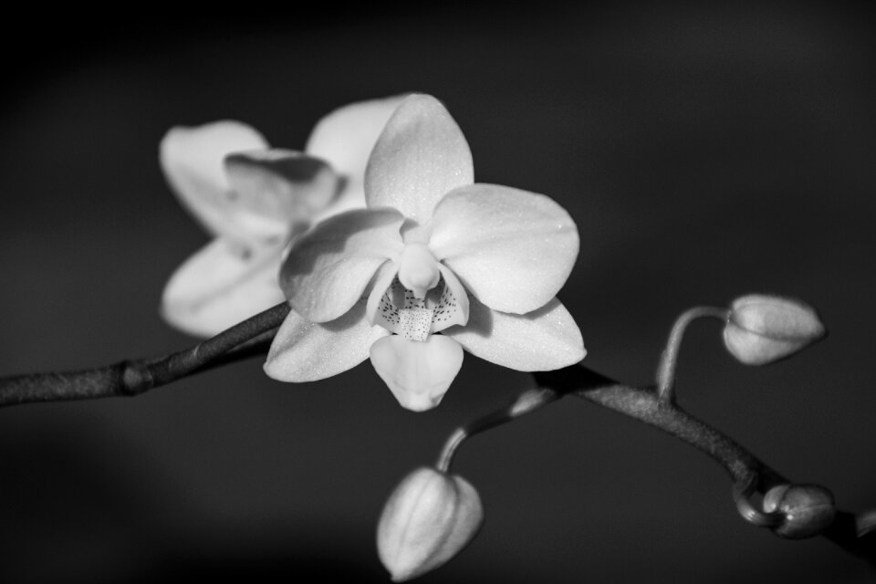Flower plant phalaenopsis