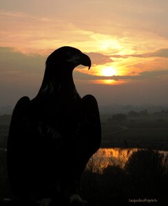 Sunset bird of prey nature