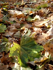 Leaf litter season leaf