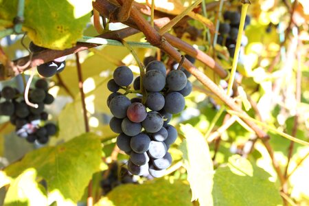 The grapes autumn garden