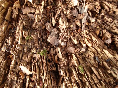 Brown old nature