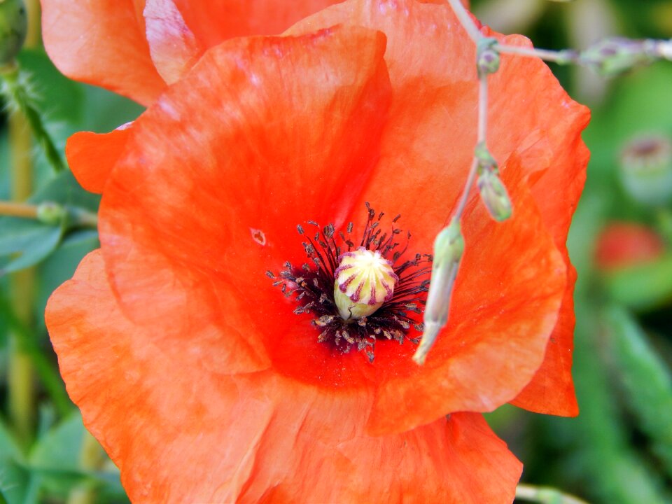 Plant red flower