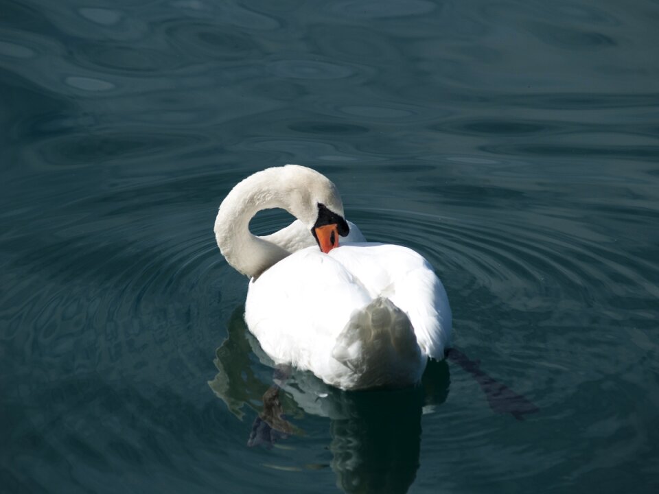 Nature bird wild