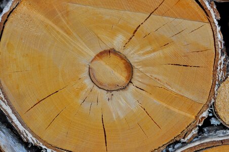 Nature lumber annual rings photo