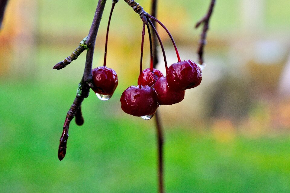 Autumn nature ornamental cherry