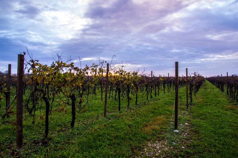 Vineyard autumn cloud