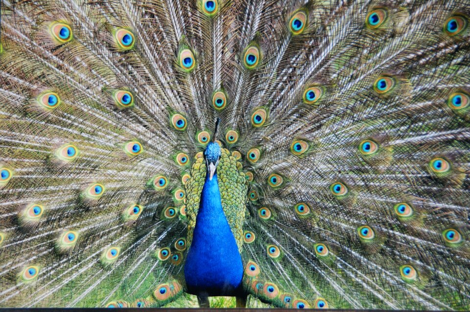 Peacock bird fantail