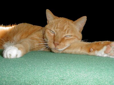 Animals sleeping felidae photo