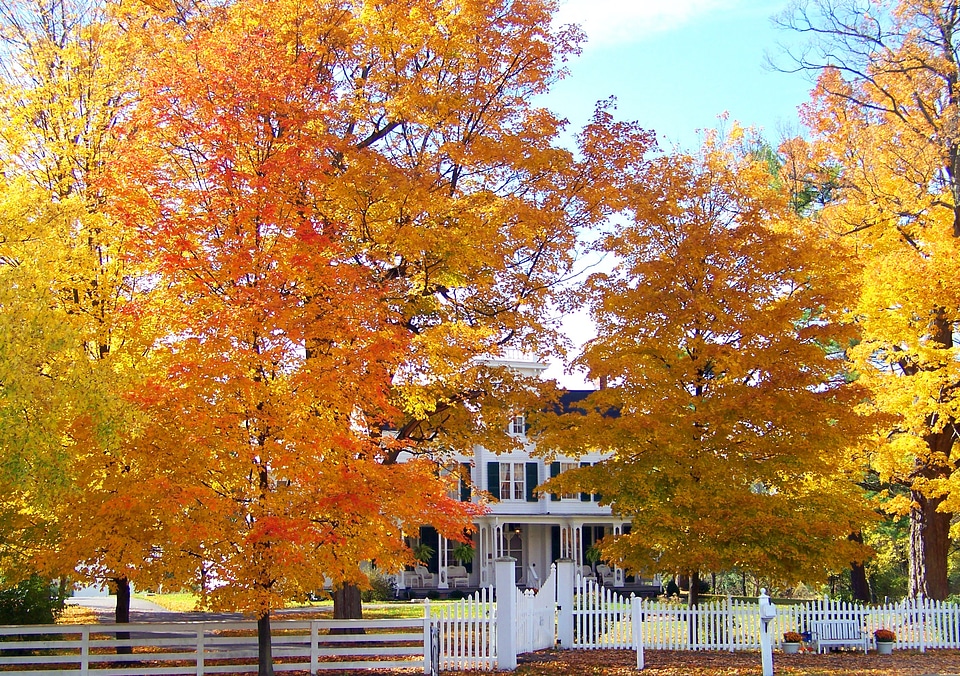 Fall trees colored