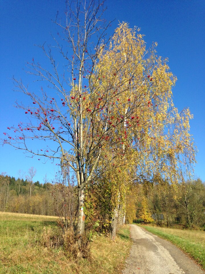 Path landscape blue sky