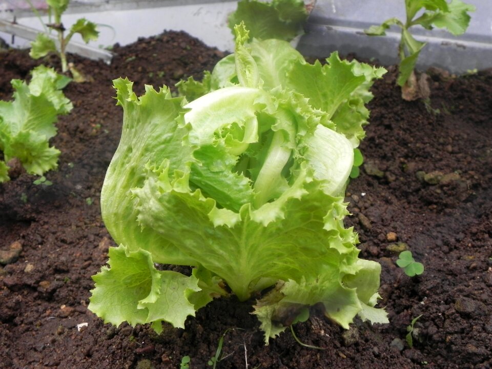 Salad earth plant