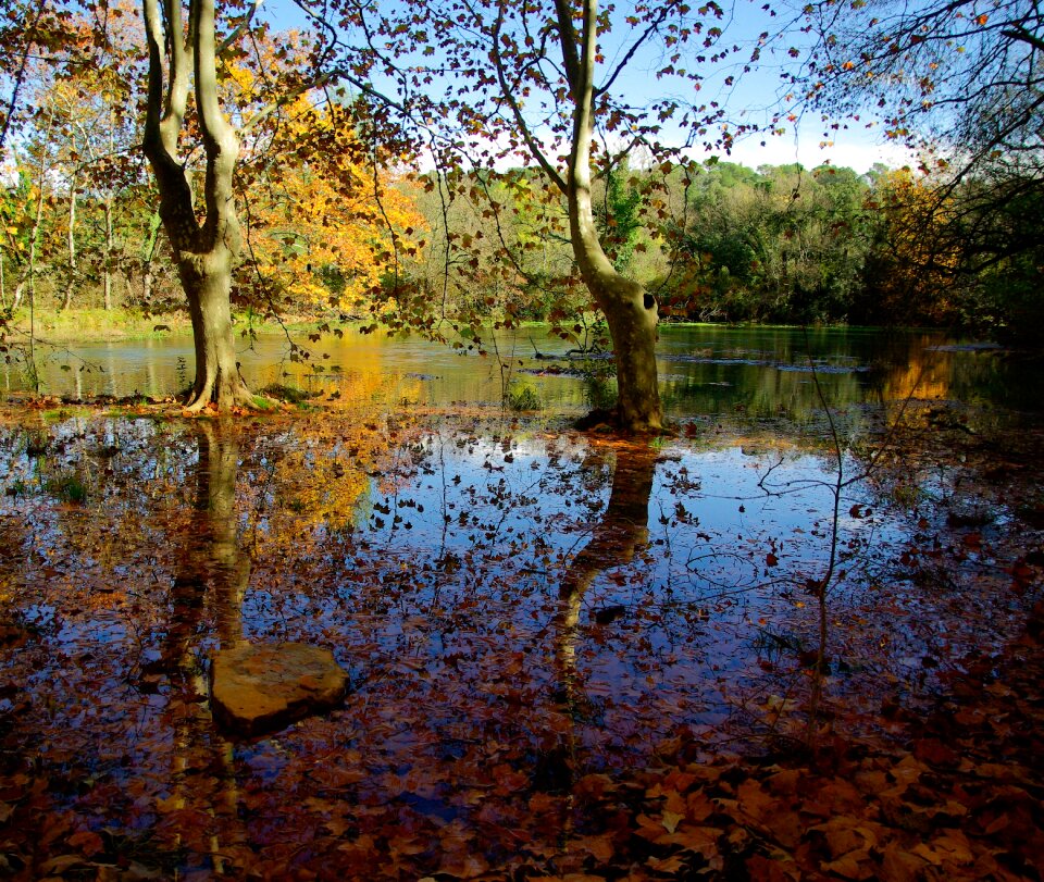 Leaves reflections flood