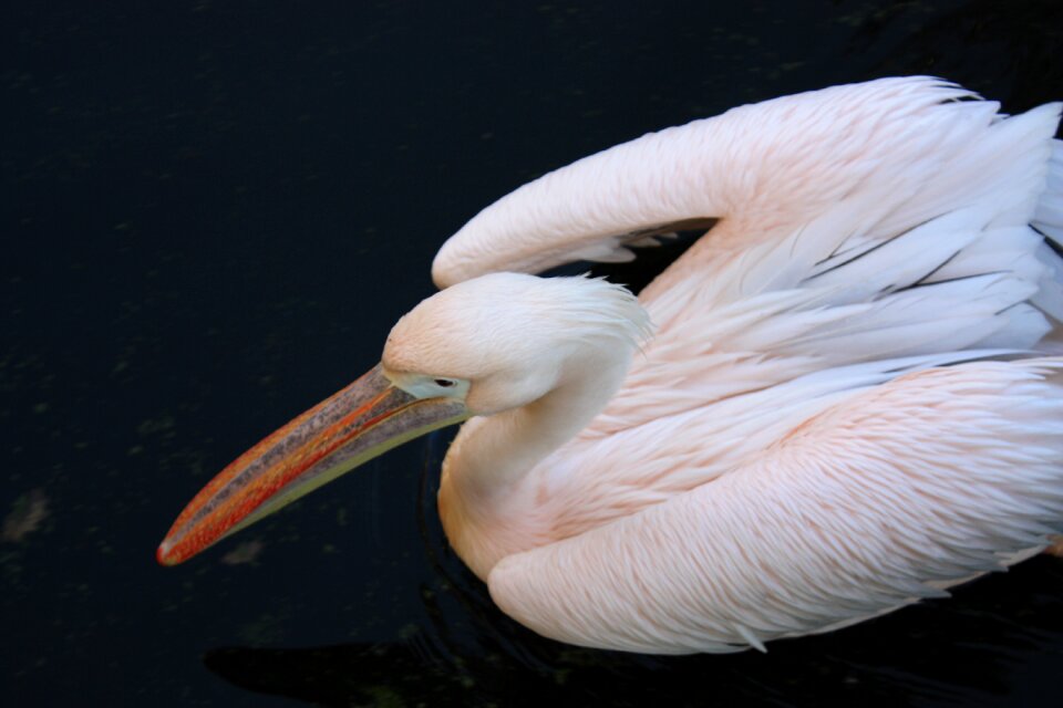 Pelican bird rose