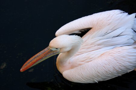 Pelican bird rose