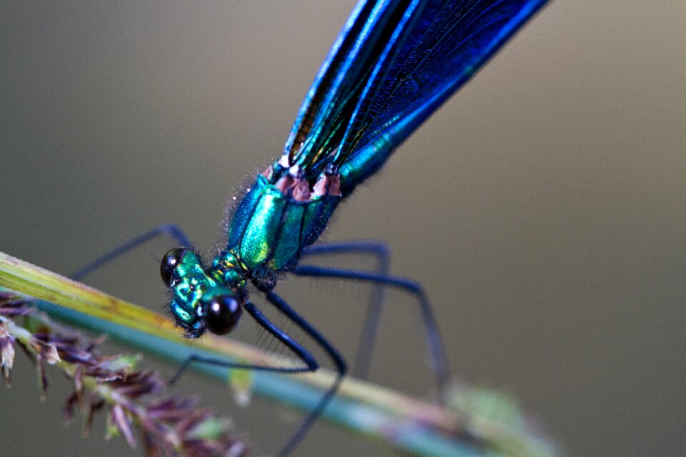 Beautiful color dragonfly