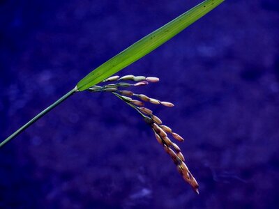 Plant nature asia