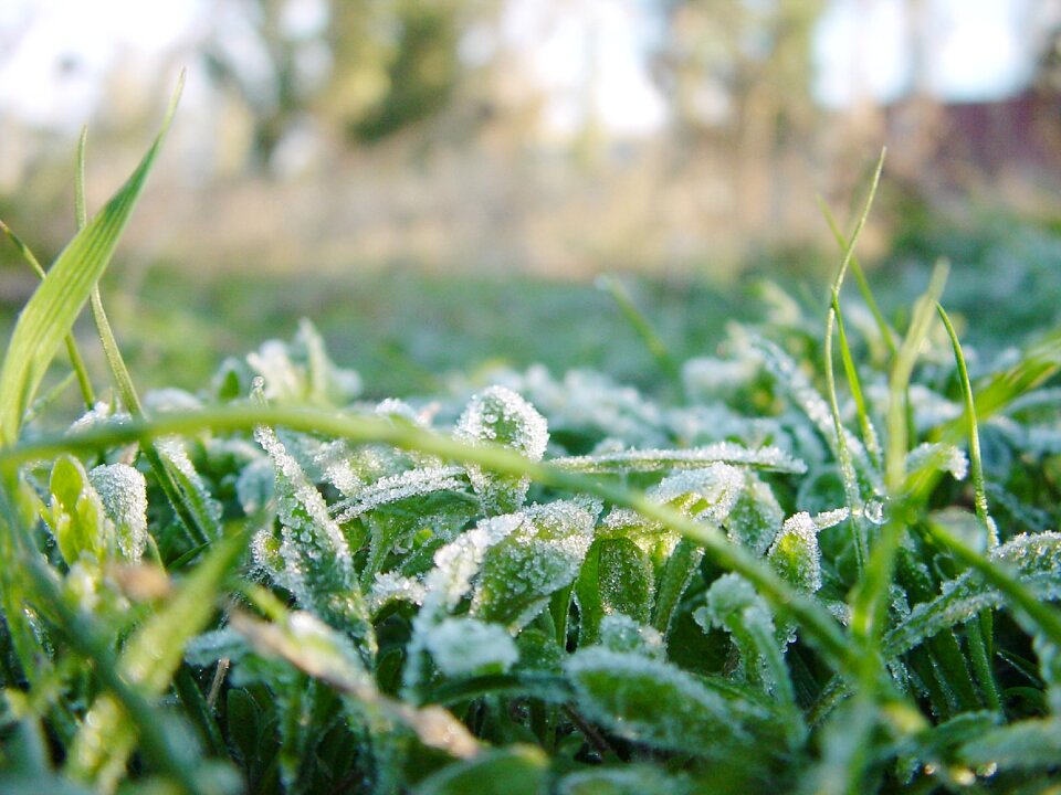 Nature closeup leaves of grass