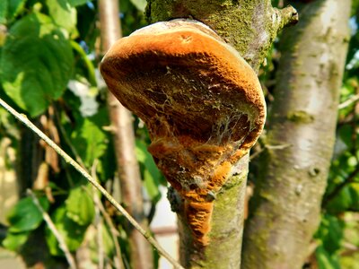 Tree mushrooms harmful