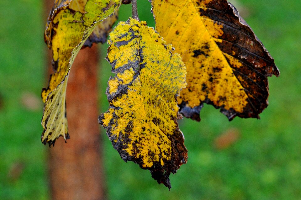 Leaves autumn macro