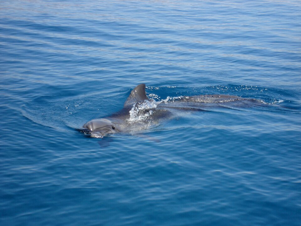 Nature creature fin