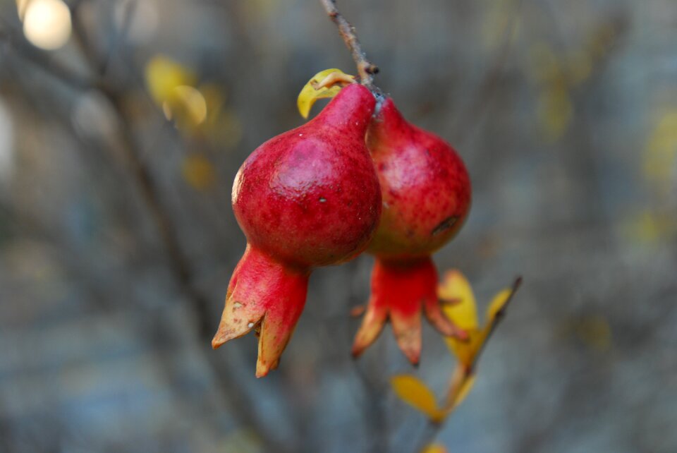 The scenery red fruit