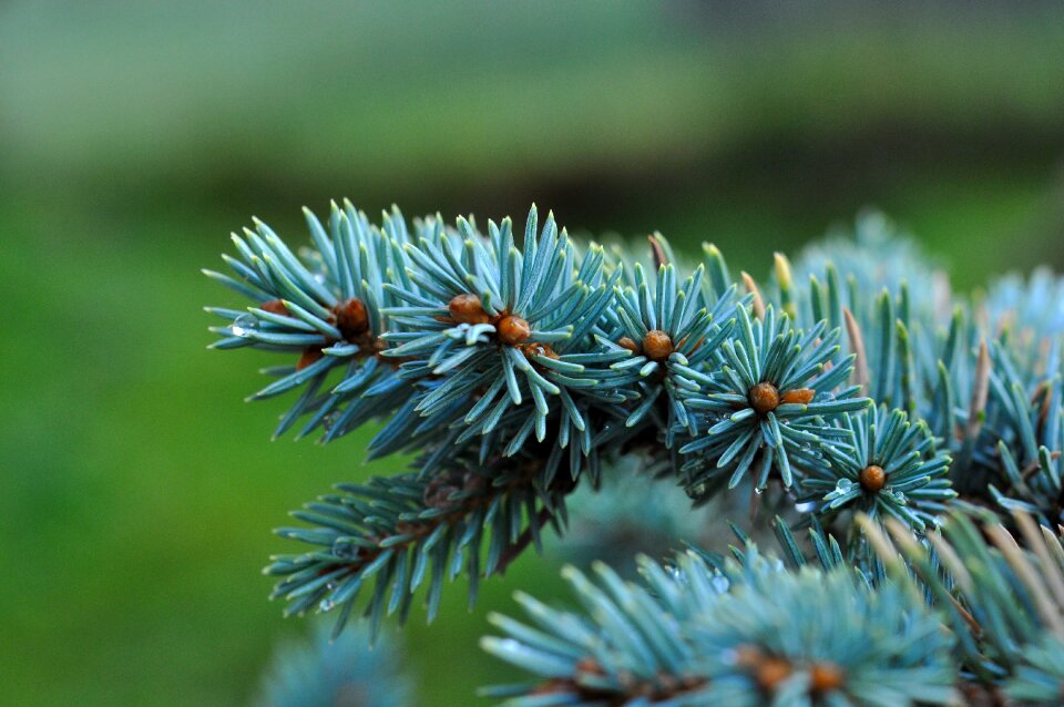 Branch needles blue spruce