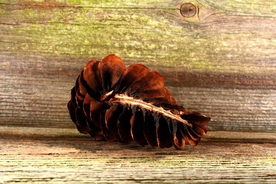 Conifer wood close up