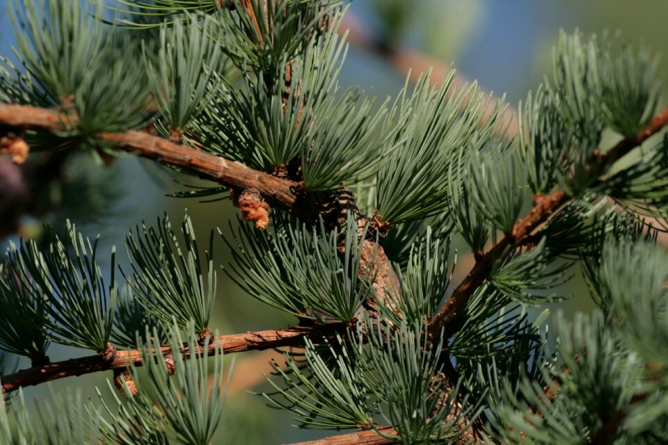 Evergreen tree cones green tree
