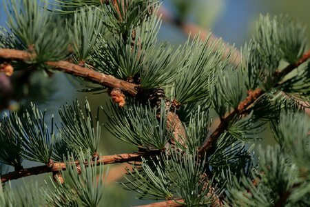 Evergreen tree cones green tree