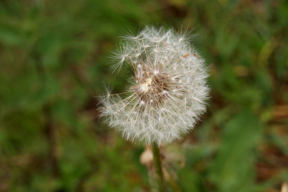 Flower seeds nature