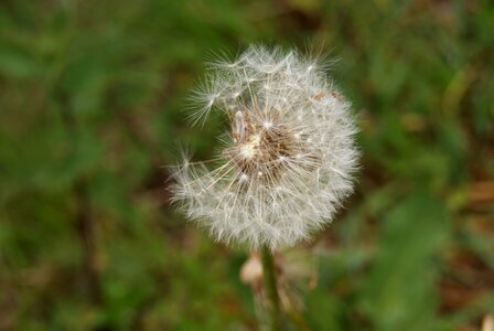 Flower seeds nature