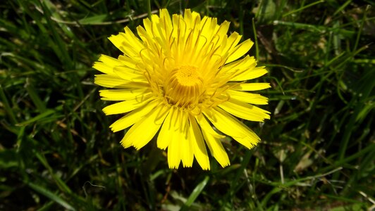 Plant yellow spring