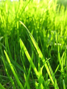 Meadow summer plant