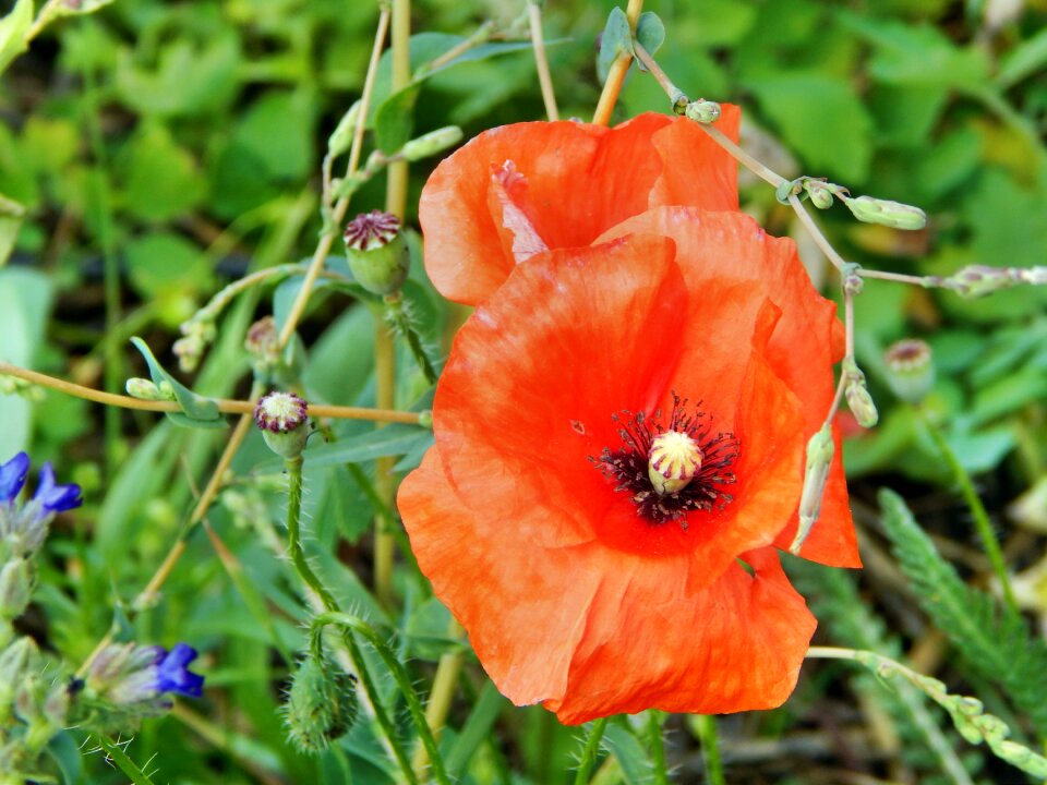 Flower plant red