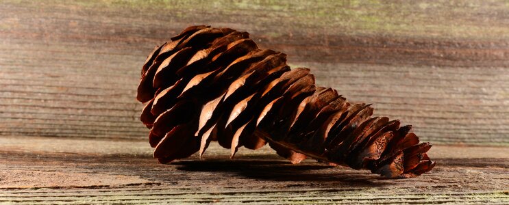 Conifer wood close up photo