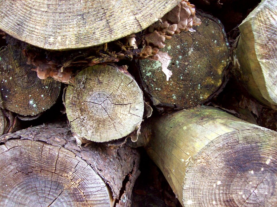 Timber forest stacked