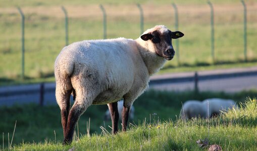 Wool nature livestock