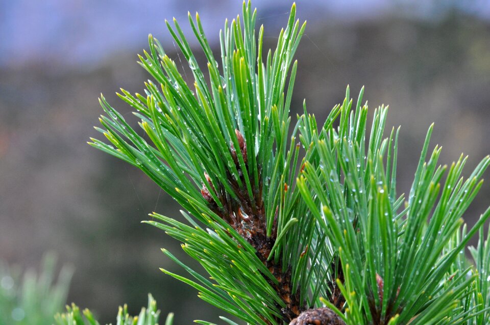 Branch tree nature
