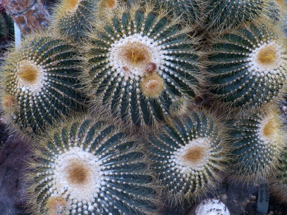 Nature close up desert