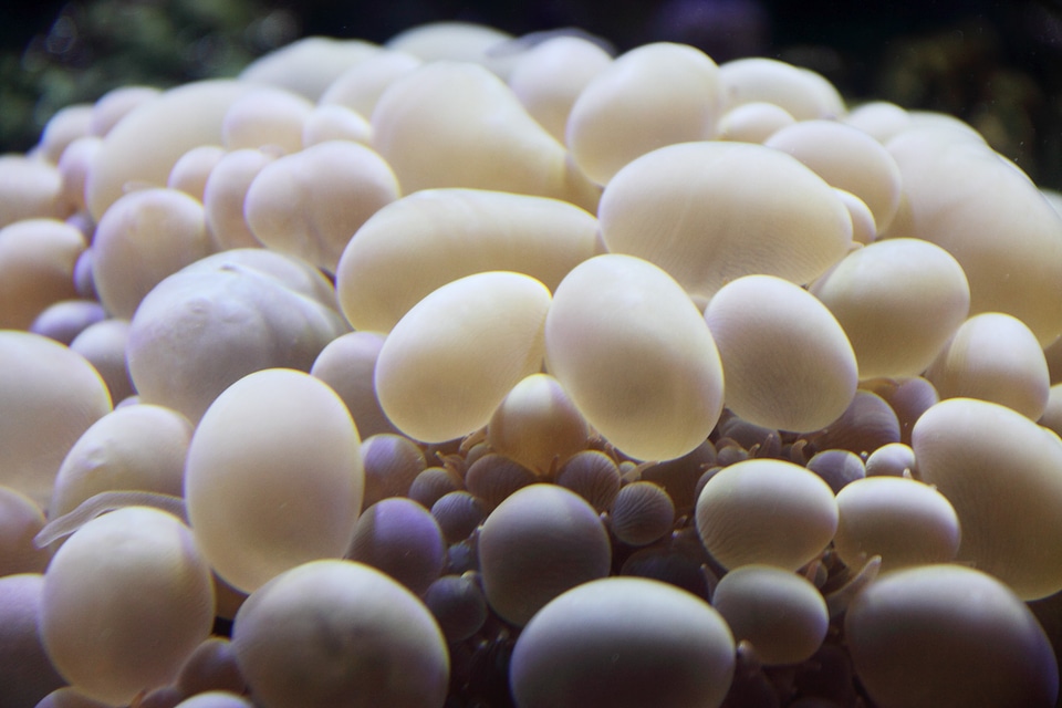 Aquatic marine nature