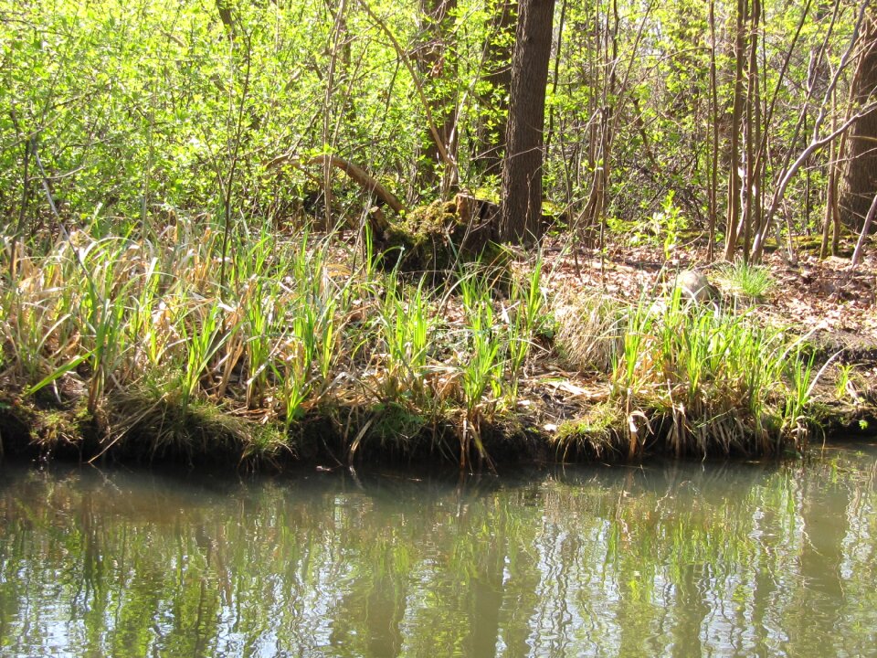 Bank fouling idyll