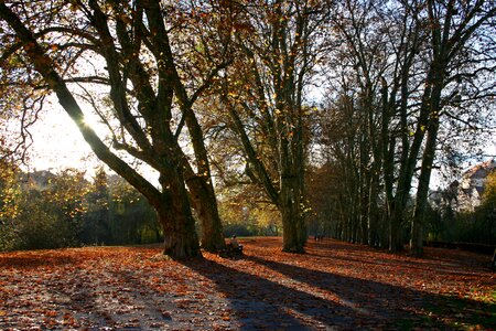 Avenue trees sunny