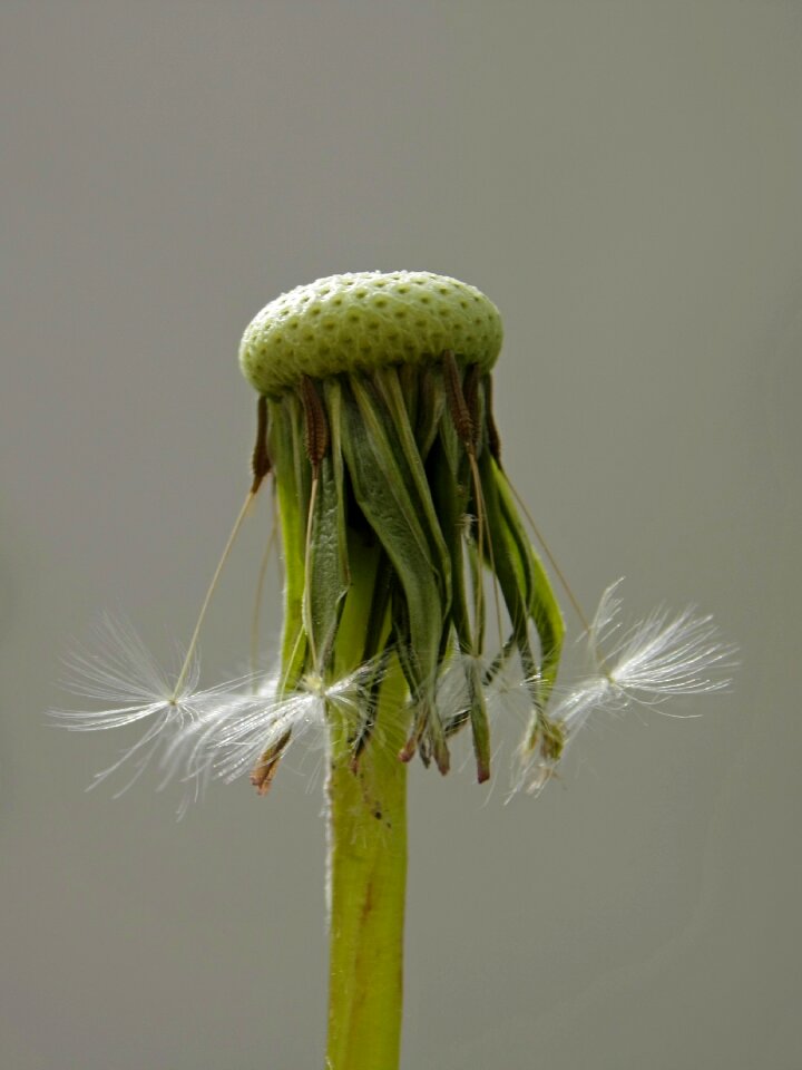 Close up spring blossom