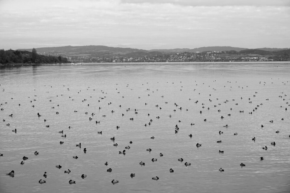 Black white water bird water